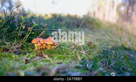 Paar kleine Herbst Pilze in Moos Stockfoto