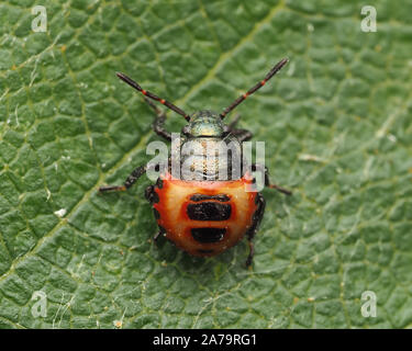 Dorsalansicht aus Bronze Shieldbug Nymphe (Troilus luridus) auf Birke Blatt. Tipperary, Irland Stockfoto