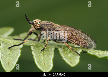 Weibliche Kerbe - gehörnte Cleg pferdebremse (Haematopota pluvialis) auf Fern thront. Tipperary, Irland Stockfoto