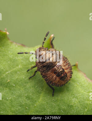 Haarige Shieldbug Nymphe (Dolycoris baccarum) auf der Anlage des Blattes. Tipperary, Irland Stockfoto