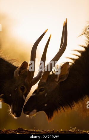 Stiere Nyala (Tragelaphus angasii) eine gegenseitige Einschätzung, karongwe Game Reserve, Limpopo, Südafrika Stockfoto