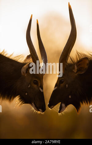 Stiere Nyala (Tragelaphus angasii) eine gegenseitige Einschätzung, karongwe Game Reserve, Limpopo, Südafrika Stockfoto