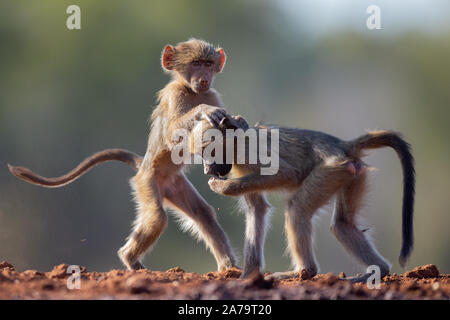 Juvenile Chacma Paviane (Papio ursinus) spielen, karongwe Game Reserve, Limpopo, Südafrika Stockfoto