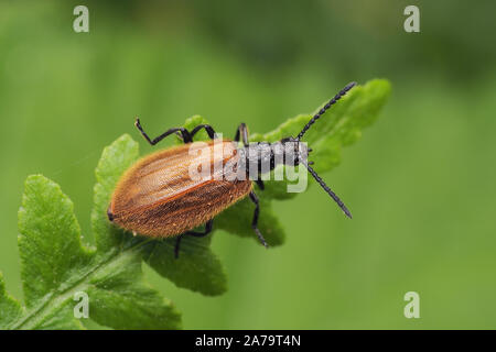 Lagria hirta Käfer thront auf Farn. Tipperary, Irland Stockfoto