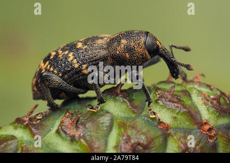 Große Kiefer Rüsselkäfer (Hylobius abietis) ruht auf Pine Cone. Tipperary, Irland Stockfoto