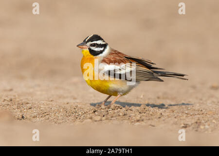 Männliche Golden-breasted Bunting (Emberiza flaviventris), Mashatu Game Reserve, Botswana Stockfoto