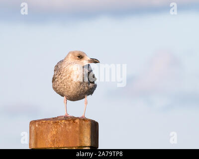 Portrait von juvenile Silbermöwe, junge Möwe, hocken auf Pole, Niederlande Stockfoto