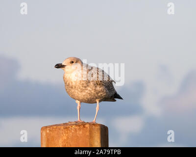 Portrait von juvenile Silbermöwe, junge Möwe, hocken auf Pole, Niederlande Stockfoto