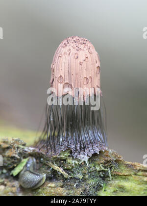 Stemonitis fusca, wie Rohr Schleimpilze bekannt Stockfoto