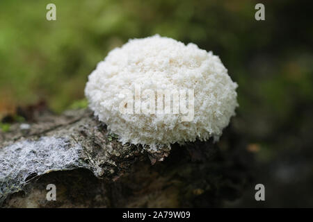 Fuligo septica var. Candida, wie Rührei Schleimpilze und Hund erbrechen Schleimpilze bekannt Stockfoto