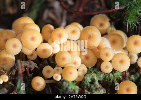 Xeromphalina Campanella, wie die Goldene Trompete und die Glocke Omphalina, wilde Pilze aus Finnland bekannt Stockfoto