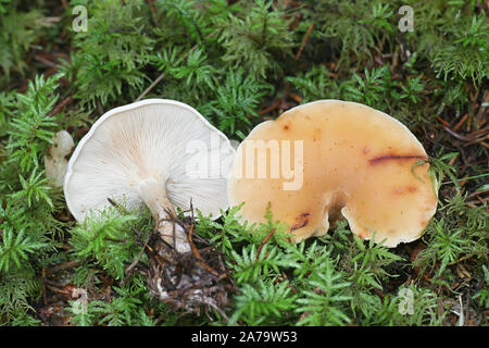 Lepista gilva, wie Tawny Trichter, Wild Mushroom aus Finnland bekannt Stockfoto