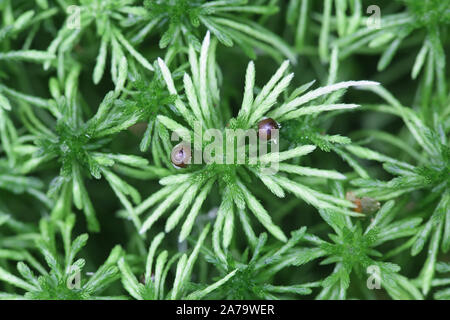 Sphagnum girgensohnii, bekannt als der bogmoss Girgensohn, Girgensohn's Sphagnum oder gemeinsamen grünen Torf Stockfoto