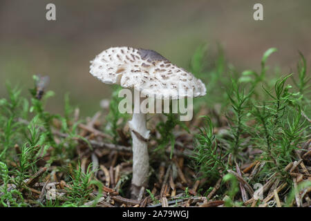 Lepiota Felina, bekannt als die Katze dapperling, wilde Pilze aus Finnland Stockfoto