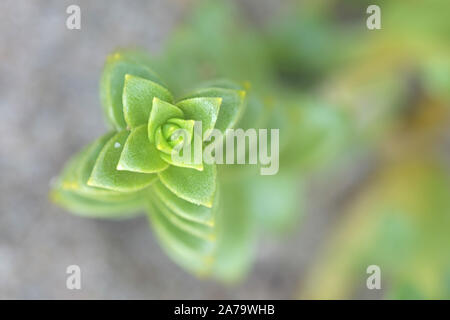 Honckenya peploides, bekannt als Meer Sandwort, Vogelmiere, Meer und Meer Pimpernal Sandplant, wild wachsenden in Finnland Stockfoto