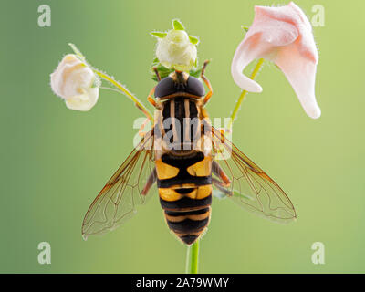 Bunte Schweben, Fliegen, Helophilus fasciatus thront auf einem blumenstengel. Dorsale Ansicht Stockfoto