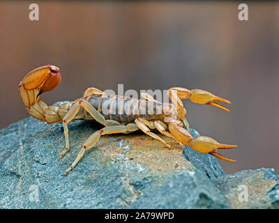 Seitenansicht einer Arizona stripe-tailed Scorpion, Paravaejovis spinigerus, auf einem Felsen, Stockfoto