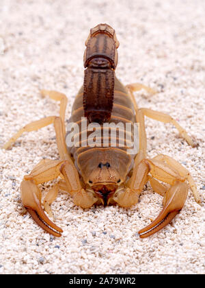 In hohem Grade giftige fattail Scorpion, Androctonus Australis, auf Sand, mit Blick auf die Kamera. Diese Spezies aus Nordafrika und dem Nahen Osten ist eine der Stockfoto