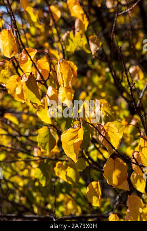 Mandelbaum Blätter Gelb im Herbst in der Nähe von Arguayo, Santiago del Teide, Teneriffa, Kanarische Inseln, Spanien Stockfoto