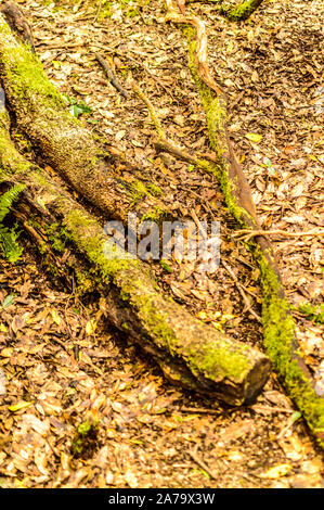 Zusammensetzung der trockenen Protokolle mit grünem Moos liegend auf die Dachrinne auf dem Weg der Sinne. April 11, 2019. Vega De Las Mercedes Santa Cruz De Tenerife Stockfoto