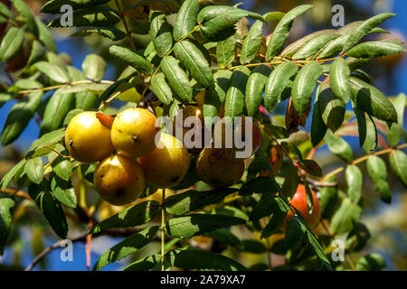 Sorbus domestica 'Pyriformis' Früchte Stockfoto