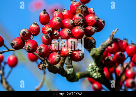 Gemeinsame whitebeam Sorbus aria rote Beeren Stockfoto