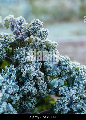 Deutsche Erbstück kale Sorte "Lippischer Braunkohl mit Frost am Morgen. Stockfoto