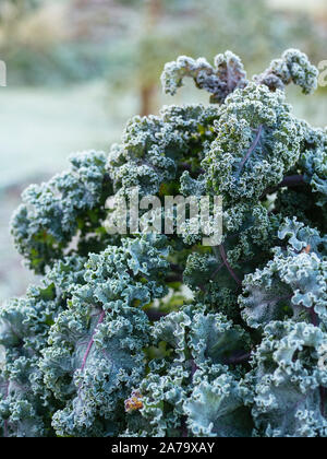 Deutsche Erbstück kale Sorte "Lippischer Braunkohl mit Frost am Morgen. Stockfoto