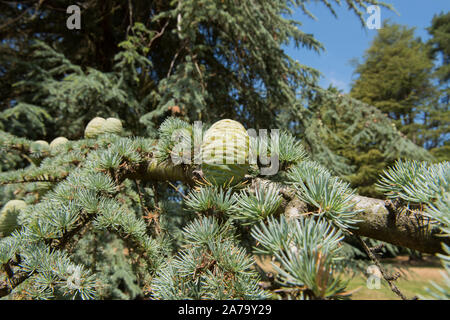 Himalaya Zeder oder Deodar immergrüner Nadelbaum Zeder (Cedrus deodara) in einem Park in ländlichen Devon, England, Großbritannien Stockfoto