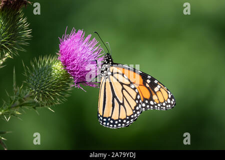 Monarch-schmetterling Fütterung auf Bull Thistle Blütenstand Stockfoto