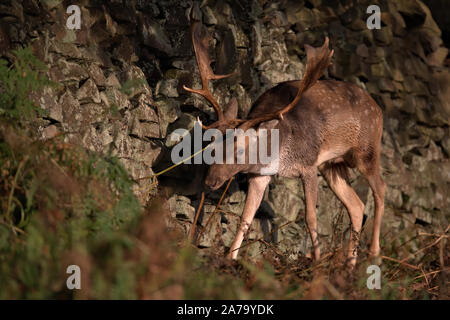 Damwild Hirsch in der frühen Morgensonne Stockfoto