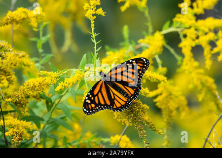 Monarch Butterfly Fütterung auf goldrute Blumen Stockfoto