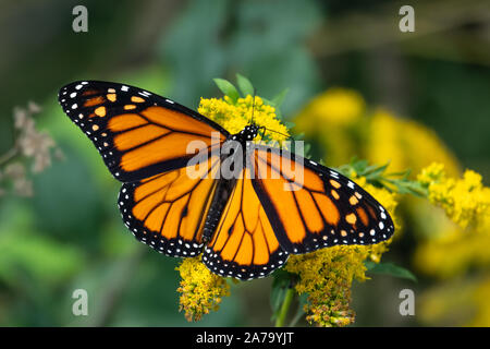 Monarch Butterfly Fütterung auf goldrute Blumen Stockfoto