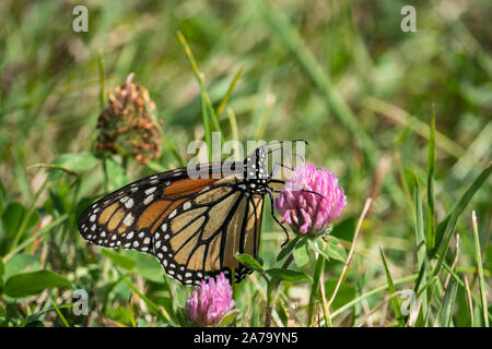 Monarch Butterfly Fütterung auf Rotklee Blume Stockfoto