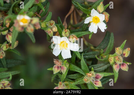 Montpellier Rock Rose Blume in voller Blüte im Frühling Stockfoto