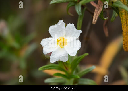 Montpellier Rock Rose Blume in voller Blüte im Frühling Stockfoto