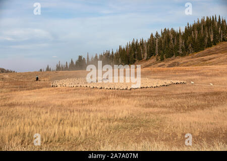 Schafherde Hochgebirge Pferd Hunde. Schafe herder auf Pferd, Hunde und große Herde auf Sommer Mountain Range. Zusammenfassung schöne High Alpine Lake. Stockfoto