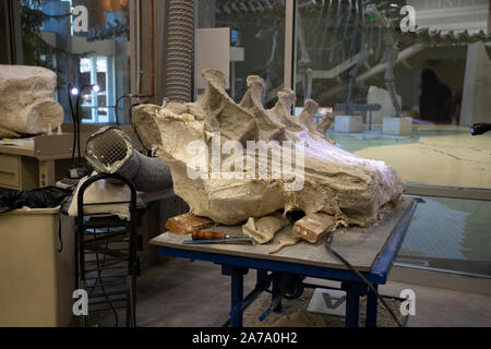 Dinosaurier Paläontologen fossile Knochen arbeiten Wissenschaft. Paläontologie wissenschaftliche Studie des alten Lebens, Fossilien, Dinosaurier und Evolution. Wissenschaft. Stockfoto