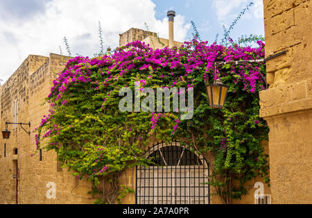 Fenster mit Bougainvillea-blumen Stockfoto