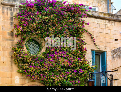 Runde Fenster mit Bougainvillea Niederlassungen Stockfoto