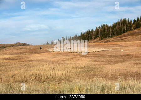 Schafherde Hochgebirge Pferd Hunde. Schafe herder auf Pferd, Hunde und große Herde auf Sommer Mountain Range. Zusammenfassung schöne High Alpine Lake. Stockfoto