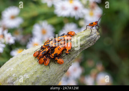 Große milkweed Bugs auf common Milkweed Pod Stockfoto