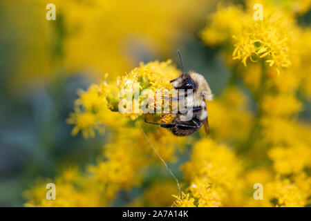 Amerikanische Hummel auf goldrute Stockfoto