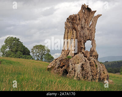 Verfallende Stumpf der alten Esche (Fraxinus excelsior) im Rolling Farmland der Eden Valley in Cumbria, England, Großbritannien Stockfoto