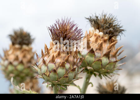 Eine Nahaufnahme der Artischocke Obst Blüte Stockfoto