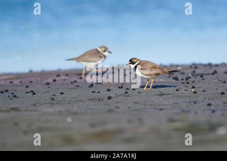 Semipalmated Plover (Charadrius semipalmatus) Futtersuche, Cherry Hill Beach, Nova Scotia, Kanada Stockfoto