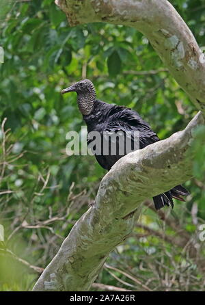 Amerikanische schwarze Geier (Coragyps atratus) Erwachsenen auf dem Zweig Darien, Panama April gehockt Stockfoto