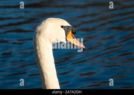 Höckerschwan im Teich im Herbst Stockfoto