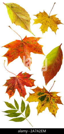 Herbstlaub Blatt auf weißem Hintergrund Stockfoto