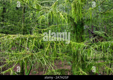 Pinien in hängenden Moos im Wald entlang Neben Kennick Brennen, Dumfries und Galloway, Schottland abgedeckt Stockfoto